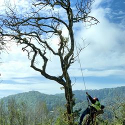 Monster Tree Service of North Bay