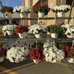 Lowe's Home Improvement - Pretty flowers!