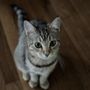 Photo of The Enchanted Cat
