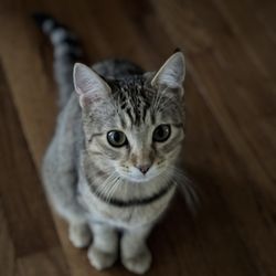 The Enchanted Cat - Safiya
