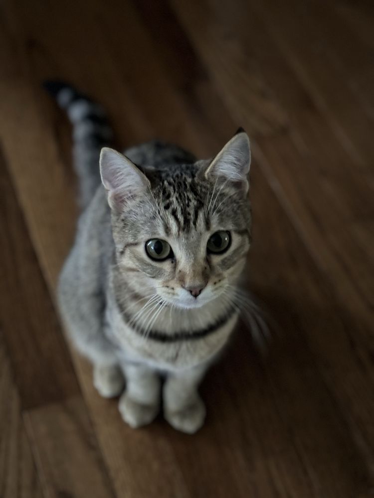 The Enchanted Cat - pet boarding facility in Richmond, IL