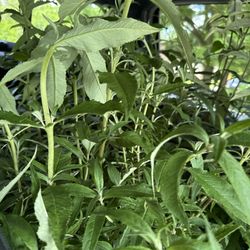 Godlewsky Farms & Greenhouses - New butterfly plants
