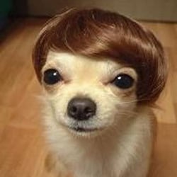 Doggie Styler's  Professional Pet Grooming - Let Doggie Styler's Give Your Doggie The Best Do....Ever!