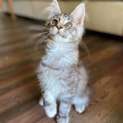 Fivestarsz Maine Coon Cattery - Holly (Maine Coon)