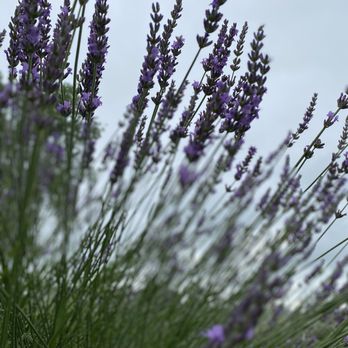 Indigo Lavender Farms - Pick Your Own Farms Near Me - Imlay City, Michigan