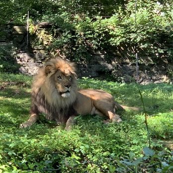 Bronx Zoo - Lion up close - Zoos Near Me - Bronx, New York Bronx Zoo - Lion up close - Zoos Near Me - Bronx, New York