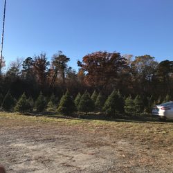 Macey's Christmas Tree Farm