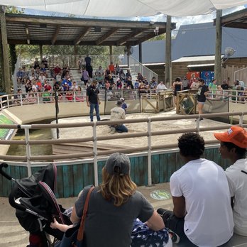 Gatorland - Gator land show - Zoos Near Me - Orlando, Florida