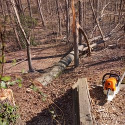 Affordable Tree Service - Tree service