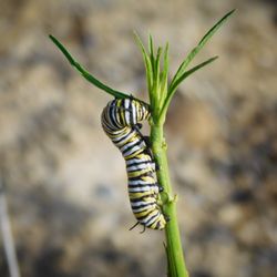 Panorama Vista Preserve - The Preserve has planted hundreds of native milkweed plants to help restore the population of monarch butterflies.