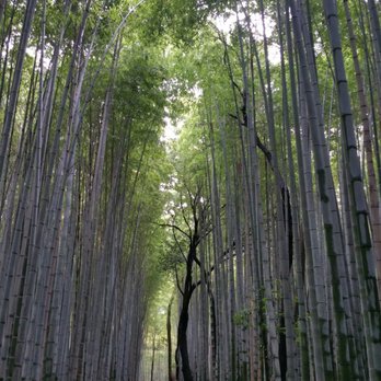 Supera Tours - Arashiyama Bamboo Forest. - Historical Tours Near Me - South El Monte, California Supera Tours - Arashiyama Bamboo Forest. - Historical Tours Near Me - South El Monte, California