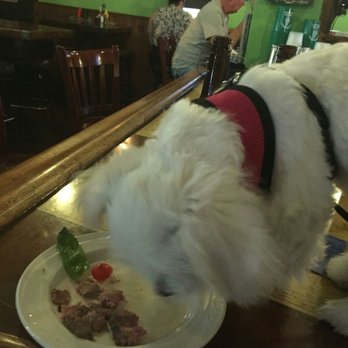 RAPPOURT - Client's little dog, Fifi, enjoying a treat! - Bars Near Me - Ann Arbor, Michigan