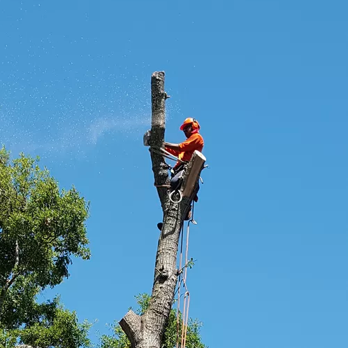 Tree Pros of Houston - tree service in Houston, TX