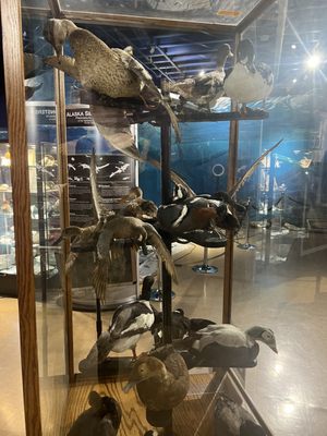 Alaska Museum of Science and Nature by null