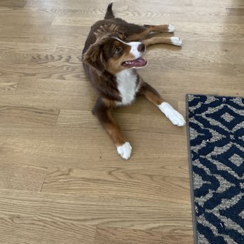 Lucky Little Aussies - Pet Breeders Near Me Lucky Little Aussies - Pet Breeders Near Me