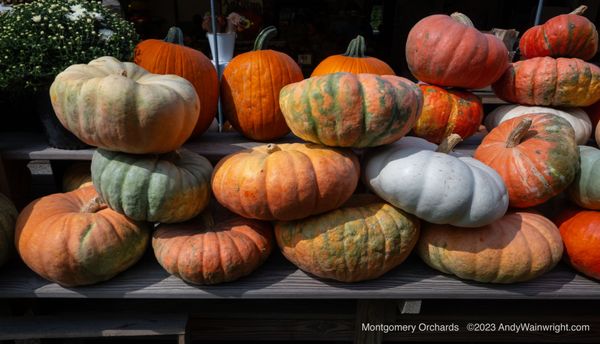 Montgomery Place Orchards by null