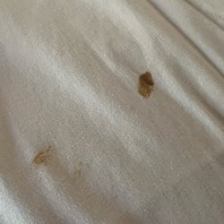 Yosemite View Lodge - A shit stain. I did sniff it. It is actual shit.