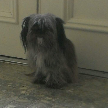 Pet Creations - Before - Pet Groomers Near Me - Broadway, Virginia