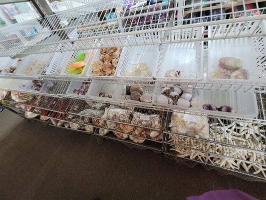 Eye Candy Gallery and Shell Shop