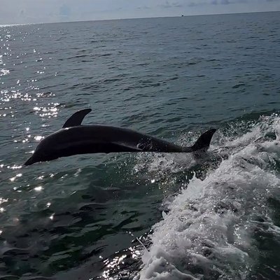 Little Toot Dolphin Adventure by null