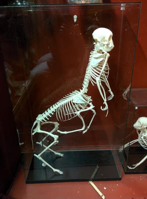 The Viktor Wynd Museum of Curiosities, Fine Art & UnNatural History by null
