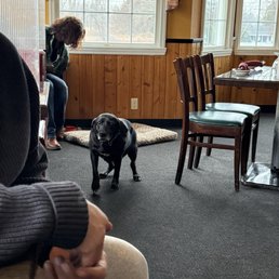 if it's a service dog why the dirty dog bed inside