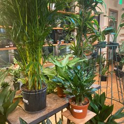 Plants