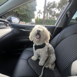 Before Comet's spa day