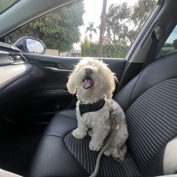 Dapper Dog Spa - Before Comet's spa day - Pet Groomers Near Me - Whittier, California