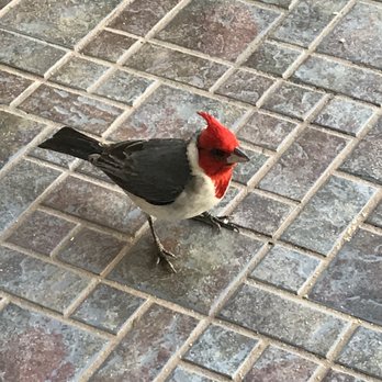 The Whaler On Kaanapali Beach - Red-crested Cardinal came to visit on our balcony - Vacation Rentals Near Me - Lahaina, Hawaii The Whaler On Kaanapali Beach - Red-crested Cardinal came to visit on our balcony - Vacation Rentals Near Me - Lahaina, Hawaii