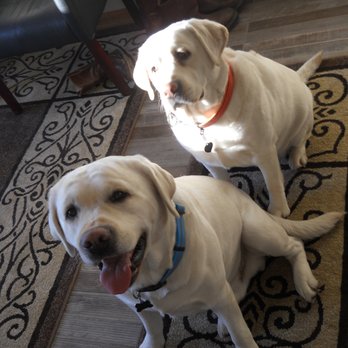 Auto Works 360 - Timber and Aspen are always ready to greet you! - Auto Repair Near Me - Billings, Montana
