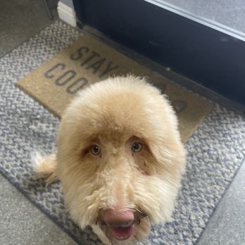 Canine Image - Kona ready to go strut his new look...lol. - Pet Groomers Near Me - San Diego, California Canine Image - Kona ready to go strut his new look...lol. - Pet Groomers Near Me - San Diego, California