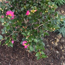 Bloomin' Crazy Nursery and More - Camelia, wrong color.