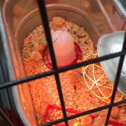 Tractor Supply Company - Baby chicks!