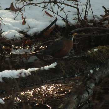Lake Waterford Park - An American Robin.  Avionna Desh. - Lakes Near Me - Pasadena, Maryland