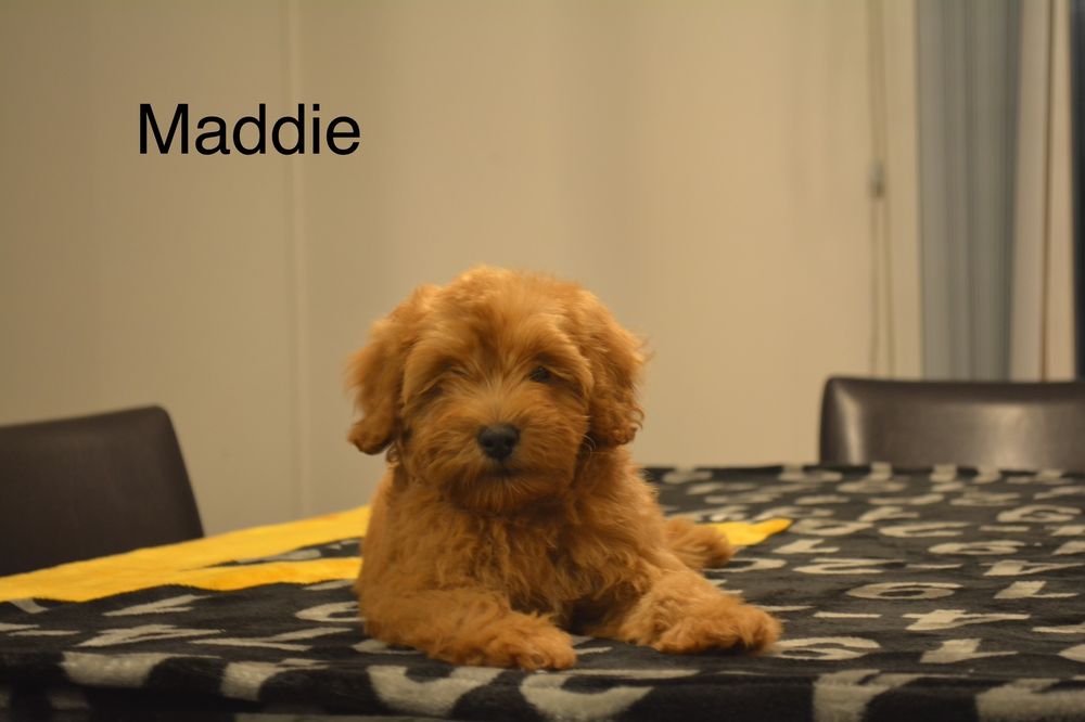 CAMPGROUND PUPS Request an Appointment 15400 N Campground Ln, Mount