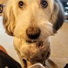 Rosewood Drive Animal Clinic gift card