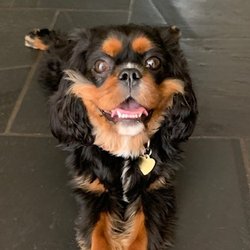 Topline Wine & Spirits - Dog Friendly