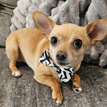 Puppy Mansion - Pet Groomers Near Me - Miami, Florida Puppy Mansion - Pet Groomers Near Me - Miami, Florida