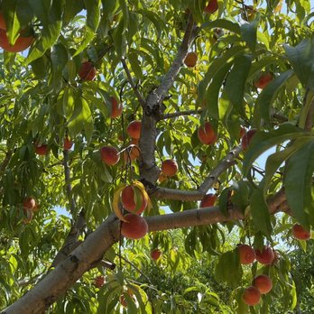 Homestead Farm - Nectarines - Fruits & Veggies Near Me - Poolesville, Maryland