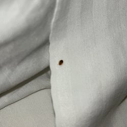 The Landing at Seven Coves - Bed bug crawling