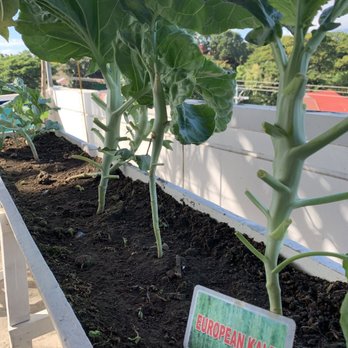 Harolds Rooftop Cafe - Perfect place to order the freshest greens from the soil to your plate!!!! - Filipino Near Me - Dumaguete, NER