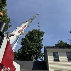 North Eastern Tree Service