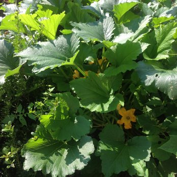 Yard Works - Zucchini grown in untreated soil.  Both seeds planted at same time. - Landscaping Near Me - Moseley, Virginia