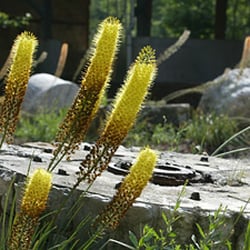 Le Jardin des Faïenciers