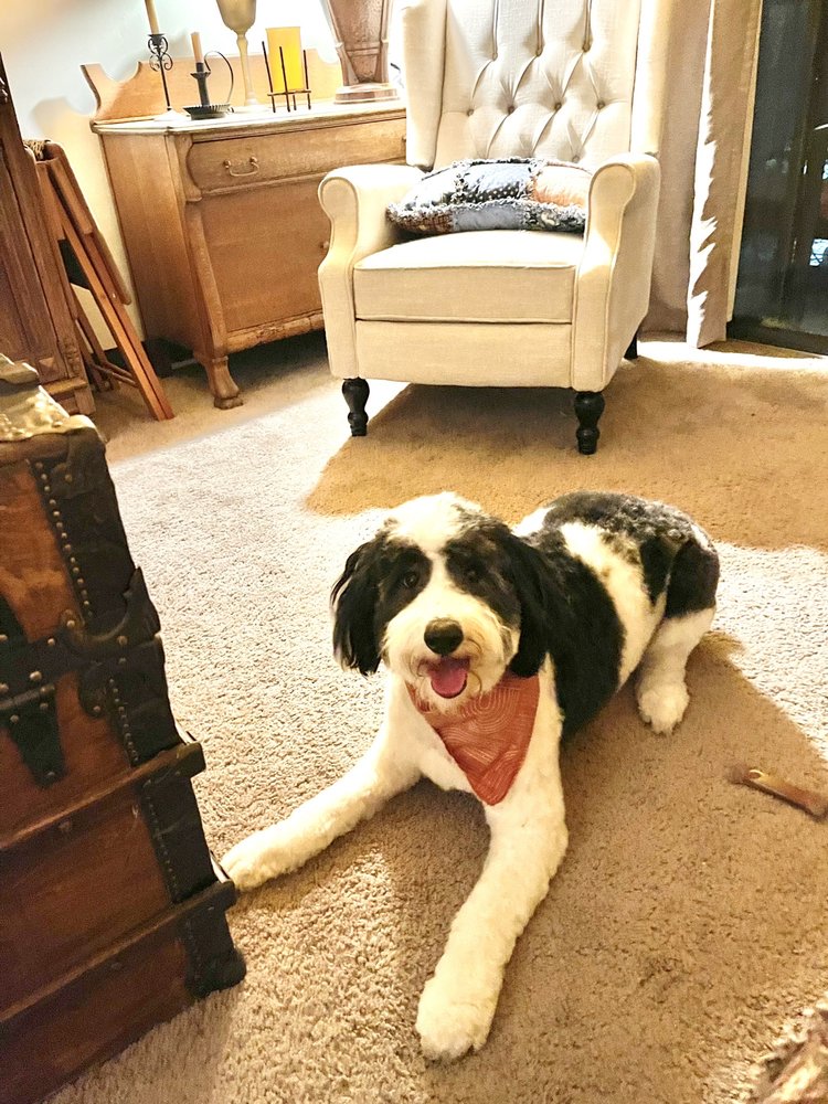 PAMPERED PETS GROOMING SALON Updated April 2024 12 Reviews 5755