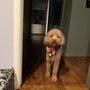 Pooches Pets N Pals