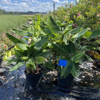 Broadwell's Nursery - Banana tree - Nurseries & Gardening Near Me - Angier, North Carolina