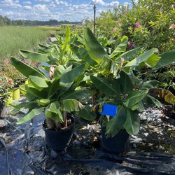 Broadwell's Nursery - Banana tree