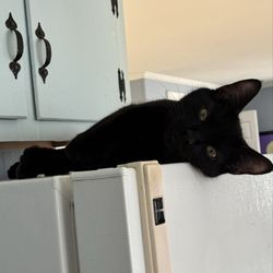 New Hampshire SPCA